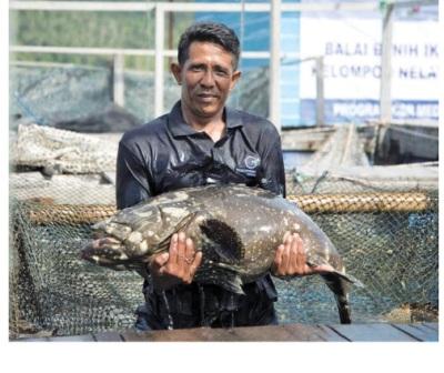 anambas MENGEMBANGKAN BUDIDAYA KERAPU ANAMBAS